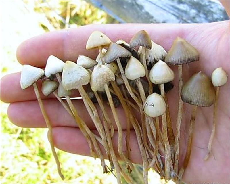 Съедобны ли грибы навозники и их описание (+24 фото)?